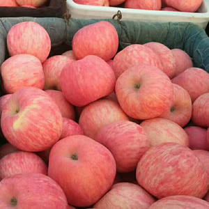 신선한 중국산 후지 사과, 산둥성 원산지 대량 도매가 신선 과일 - Product Image 3