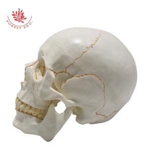 Modelo de calavera FRT020 Material de PVC Placa de sutura ósea Fijación de resorte Movimiento de mandíbula Cráneo de 3 partes anatómico - Product Image 5