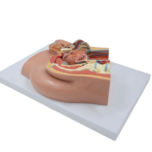 Modelo de perfil de entrepierna del cuerpo humano, modelo anatómico humano, modelo médico - Product Image 2