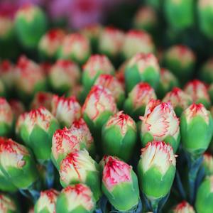 Fournisseur direct Yunnan Kunming Dounan Easy Live Plants de carnation à bouturage facile, fleurs fraîches coupées, bouquet de boutons, modèle de base YN-01 5cm - Product Image 3