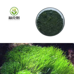 Poudre de nannochloropsis de phytoplancton marin de qualité alimentaire Poudre de nannochloropsis de bonne qualité - Product Image 4