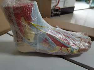 Modelo anatómico de músculo de pie humano desmontable de alta calidad con vasos sanguíneos y nervios 9 partes - Product Image 5