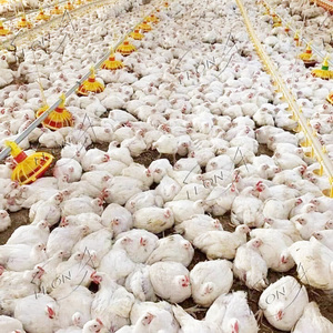 Équipement <span class=keywords><strong>de</strong></span> ferme <span class=keywords><strong>de</strong></span> poulet <span class=keywords><strong>de</strong></span> volaille <span class=keywords><strong>de</strong></span> conception moderne à bas prix en Afrique du <span class=keywords><strong>Sud</strong></span> à <span class=keywords><strong>vendre</strong></span> - Product Image 6