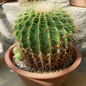 Fertilizzante liquido per cactus 300 ml biologico per piante grasse e cactus con tappo dosatore - Product Image 5