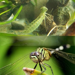 Accessori per la pesca materiale da pesca per la costruzione di mosche con ganci imitazione larve damselfly materiale plastico per il corpo - Product Image 6