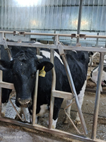 Panneaux de clôture pour bétail à verrouillage automatique, portails d'alimentation pour animaux, barrières de tête de bovins, galvanisés à chaud