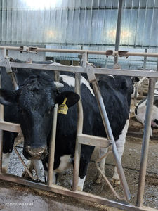 Système d'alimentation pour bétail, enclos pour vaches, barrières autobloquantes pour bovins, panneaux de clôture avant - Product Image 6