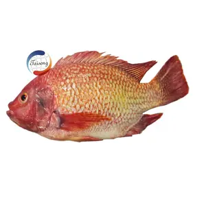 Hot Sale Sea Food frozen red tilapia fish Price Per Kg For Sale Buyer tilapia roja whole red tilapia