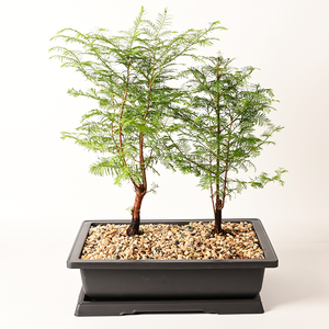 Wholesale Dark Brown Plastic Rectangle Large Bonsai Training Pots 36cm 45cm Tree Planting Pots With Saucers