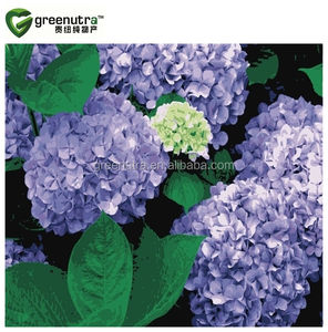 Profesyonel bitkisel formülasyonlar ve ek üretim süreçleri için Premium sertifikalı ortanca kök ekstresi tozu - Product Image 2