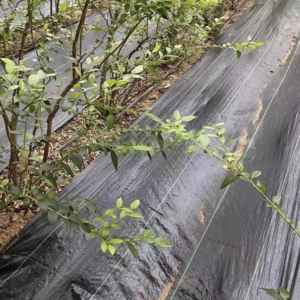 农业温室黑色塑料花园防草膜布杂草垫卷机 - Product Image 4