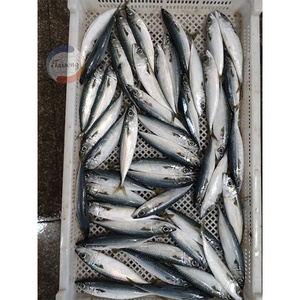 <span class=keywords><strong>Maquereau</strong></span> du Pacifique surgelé, poisson de mer durable, Scomber Japonicus, pêche fraîche directe de Chine, vente en gros - Product Image 4