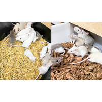 Ratón Entero Congelado de Primera Calidad, Alto en Proteínas, Grado de Fabricación, para Serpientes de Raza Pequeña, Alimentación en Zoológicos, Salud Digestiva, 18 Meses de Caducidad