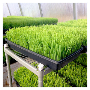 Plateau hydroponique plat et peu profond de 1020 pour la germination des graines, plateau de germination pour les micro-pousses, l'herbe de blé - Product Image 6