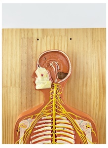 Modelo de Anatomía <span class=keywords><strong>del</strong></span> <span class=keywords><strong>Sistema</strong></span> <span class=keywords><strong>Nervioso</strong></span> Humano, Modelo <span class=keywords><strong>del</strong></span> <span class=keywords><strong>Sistema</strong></span> <span class=keywords><strong>Nervioso</strong></span> Central, Modelo <span class=keywords><strong>del</strong></span> <span class=keywords><strong>Sistema</strong></span> Cerebroespinal - Product Image 4