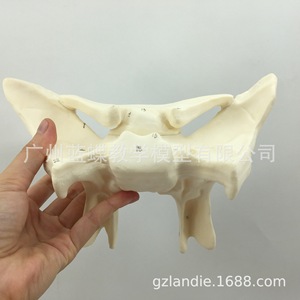 Modelo de ampliación de hueso esfenoidal, modelo de hueso esfenoidal humano, modelo didáctico de hueso esfenoidal con ampliación 3x, hueso esfenoidal - Product Image 1