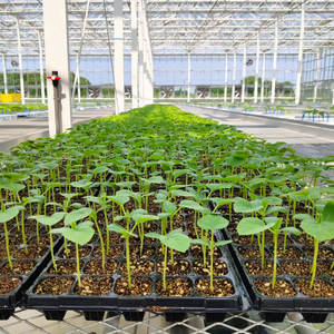 Лидер продаж, вертикальная система для выращивания растений - Product Image 4