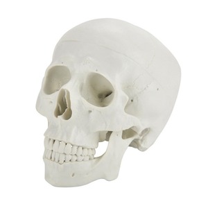 Crâne humain grandeur nature 1:1, modèle d'enseignement et d'enseignement pratique, simulation d'anatomie du crâne adulte, vente en gros fabricant. - Product Image 5