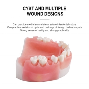 Modèle de pratique de suture orale de laboratoire avec aiguille et fil, équipement pour la préparation dentaire, pour l'enseignement des gencives amovibles périodontales - Product Image 2