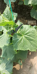 Clips de greffage de tomates de haute qualité pour concombres, roses, fleurs, clips de jardin en plastique, clips de plantes, clips pour semis de tomates - Product Image 3