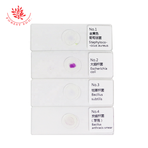 Vetrini per Microscopia di Bacteri e Spore, Colorazione di Gram, Campioni Preparati Misti per Istruzione Superiore, 10 Tipi Tipici - Product Image 4