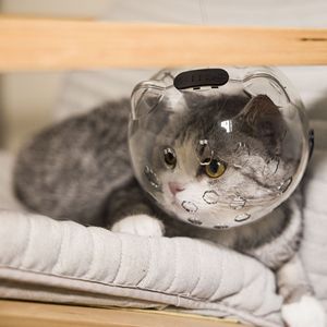 Doe Pet copricapo regolabile per gatti in stile semplice casco da gattino per evitare che mordano la pulizia da masticare respiri traspiranti cappuccio da gatto - Product Image 3