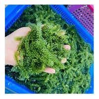Uvas de Mar Frescas, Uvas de Mar Deshidratadas, Alga Eucheuma Cottonii, Uvas de Mar Secas Akina de Vietnam