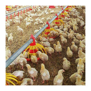 Granja <span class=keywords><strong>de</strong></span> pollos para aves, precio <span class=keywords><strong>de</strong></span> pila, a la <span class=keywords><strong>venta</strong></span> <span class=keywords><strong>en</strong></span> Dinamarca e Indonesia - Product Image 5
