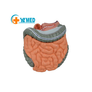 Modelo de enseñanza de la anatomía del intestino grueso del sistema digestivo humano de la ciencia médica del yeyuno humano Ileum Colon - Product Image 1