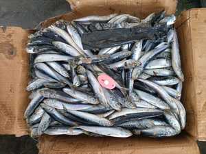 Sardina de punto congelado: Sardina de siete estrellas de gran venta, adecuada para alimentos enlatados - Product Image 4