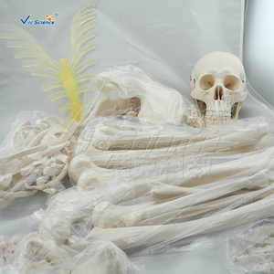 <span class=keywords><strong>Squelette</strong></span> déarticulé avec modèle <span class=keywords><strong>de</strong></span> crâne, <span class=keywords><strong>squelette</strong></span> humain grandeur nature, modèle d'anatomie scientifique médicale - Product Image 5