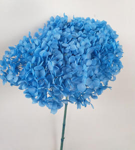 Hortensias Secas Naturales Preservadas al por Mayor de Fábrica Culinan para Decoraciones de Boda, Hortensias de Tacto Real - Product Image 5