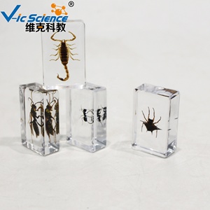 Ressource pédagogique de spécimen d'insecte de mosaïque de résine pour l'éducation de <span class=keywords><strong>biologie</strong></span> et la collection de spécimens d'animaux - Product Image 5