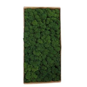 Vente en gros de mousse de Lichen et de renne stabilisée de haute qualité pour la décoration des murs de fleurs mousse naturelle préservée - Product Image 4