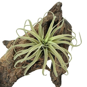 <span class=keywords><strong>Pianta</strong></span> Aerea Artificiale Tillandsia Xerographica Morbida e Realistica con Foglie Riccioline per Paesaggistica Commerciale Tropicale a Parete - Product Image 2