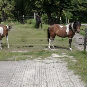 Tapis de sol en plastique pour enclos à chevaux, grille pour herbe, contrôle de la boue, <span class=keywords><strong>stabilisateur</strong></span> de sol, noir et vert - Product Image 4