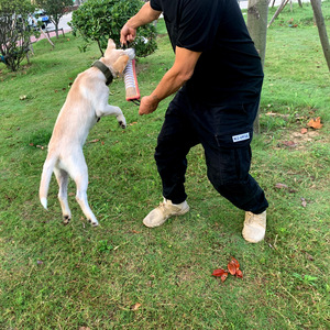 2024 nuevo producto, juguete masticable interactivo para perros chirriantes, mordedura de cachorro, juguete para perros chirriantes, mordedura de juguete para masticar para perros - Product Image 5