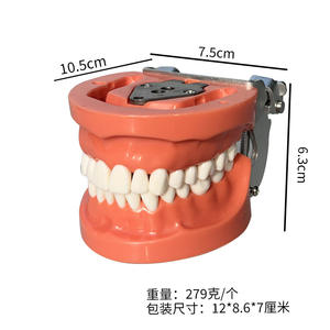 Modelo Dental Completamente Desmontable de 32 Dientes, Equipo y Accesorio de Terapia Oral para Práctica y Educación - Product Image 2