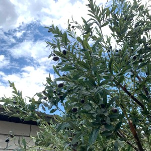 Hot Bán Thực Tế Hiện Đại Sợi Thủy Tinh Trong Nhà/Ngoài Trời Nhân Tạo Cây Ô Liu Khổng Lồ Nhân Tạo Sống Động Như Thật Cây Ô Liu - Product Image 6