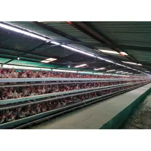 Chicken Cages Layer Cage Chicken Layer Polutry Farming Chicken Cages