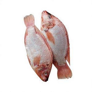 ปลาทิลาเปียแช่แข็งคุณภาพพรีเมียม บรรจุภัณฑ์สุญญากาศ 10 กก. ซื้ออย่างมั่นใจ จัดส่งรวดเร็ว มีราคาขายส่งจากโรงงาน - Product Image 1