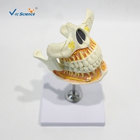 Modelo Anatómico de Dientes Permanentes de 2 Partes, Mandíbula Superior e Inferior Desmontable de PVC para Enseñanza Dental, CE ISO ROHS CNAS