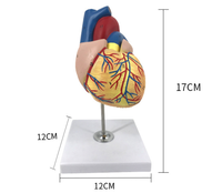 Modèle d'anatomie du cœur humain grandeur nature, démontable en 2 parties, avec démonstration des coagulations sanguines CE\ISO