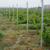 Piquet en acier galvanisé à chaud pour vignes, diamètre 48 mm, épaisseur de paroi 2,5 mm, haute résistance à la traction, pour vignobles et ranchs