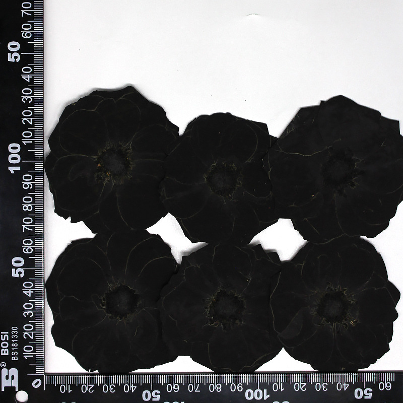 MH639-Black-Rose