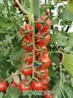 Serre agricole Serre commerciale Serre intelligente à travée unique pour la plantation de tomates