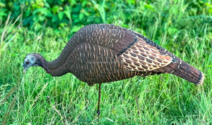 Señuelo de Caza MOJO Outdoors Feeder Breeder, Nuevo Diseño, Señuelo de Pavo y <span class=keywords><strong>Gallina</strong></span>, Ligero y Fácil de Instalar, para una Caza de Pavo Exitosa - Product Image 6