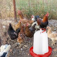 Abreuvoir automatique pour poulets avec poignée, en PP épaissi et durable, abreuvoir portable pour volailles, canards, oies, dindes, élevage