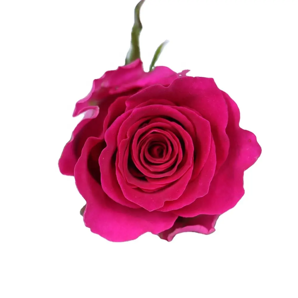 Aksesoris Dekor rumah lainnya dekoratif merah Rosy Rose Manta mawar alami bunga potongan segar