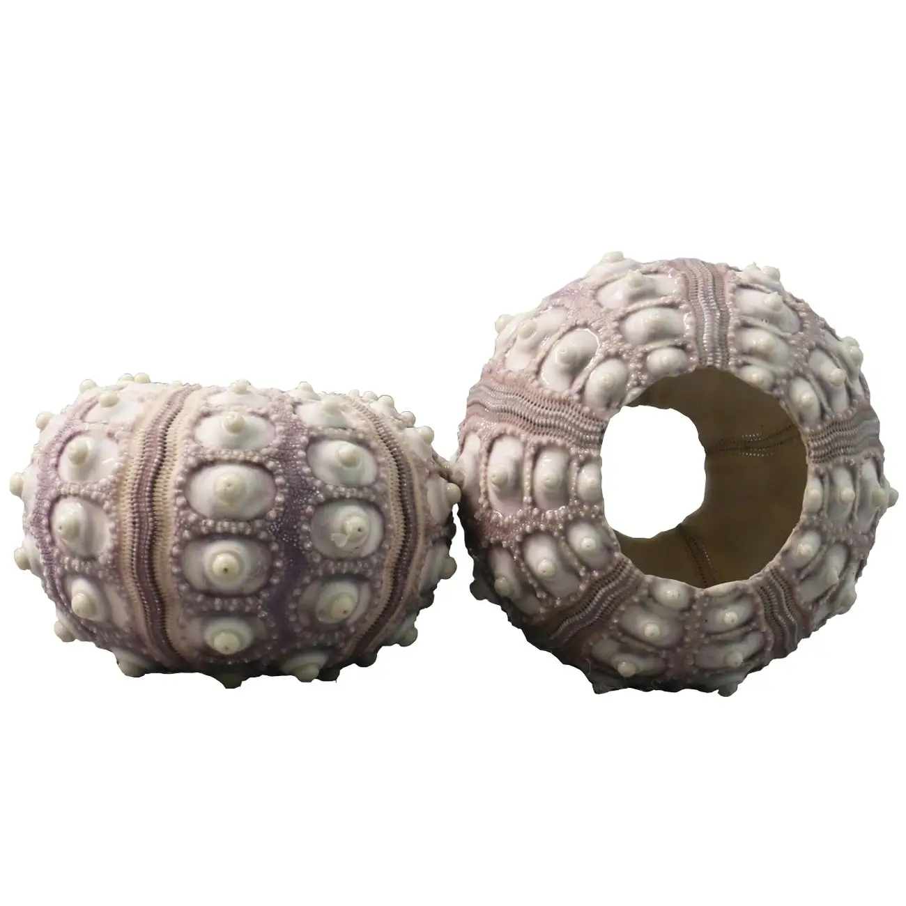 Concha de urchina do mar roxo/urchins decorativos para artesanato e decoração/para plantas de ar